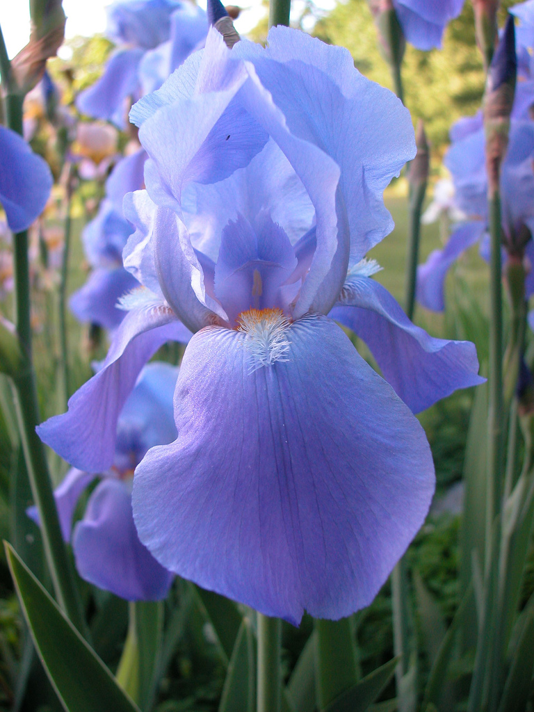 Iris germanica 'Blue Rhythm'